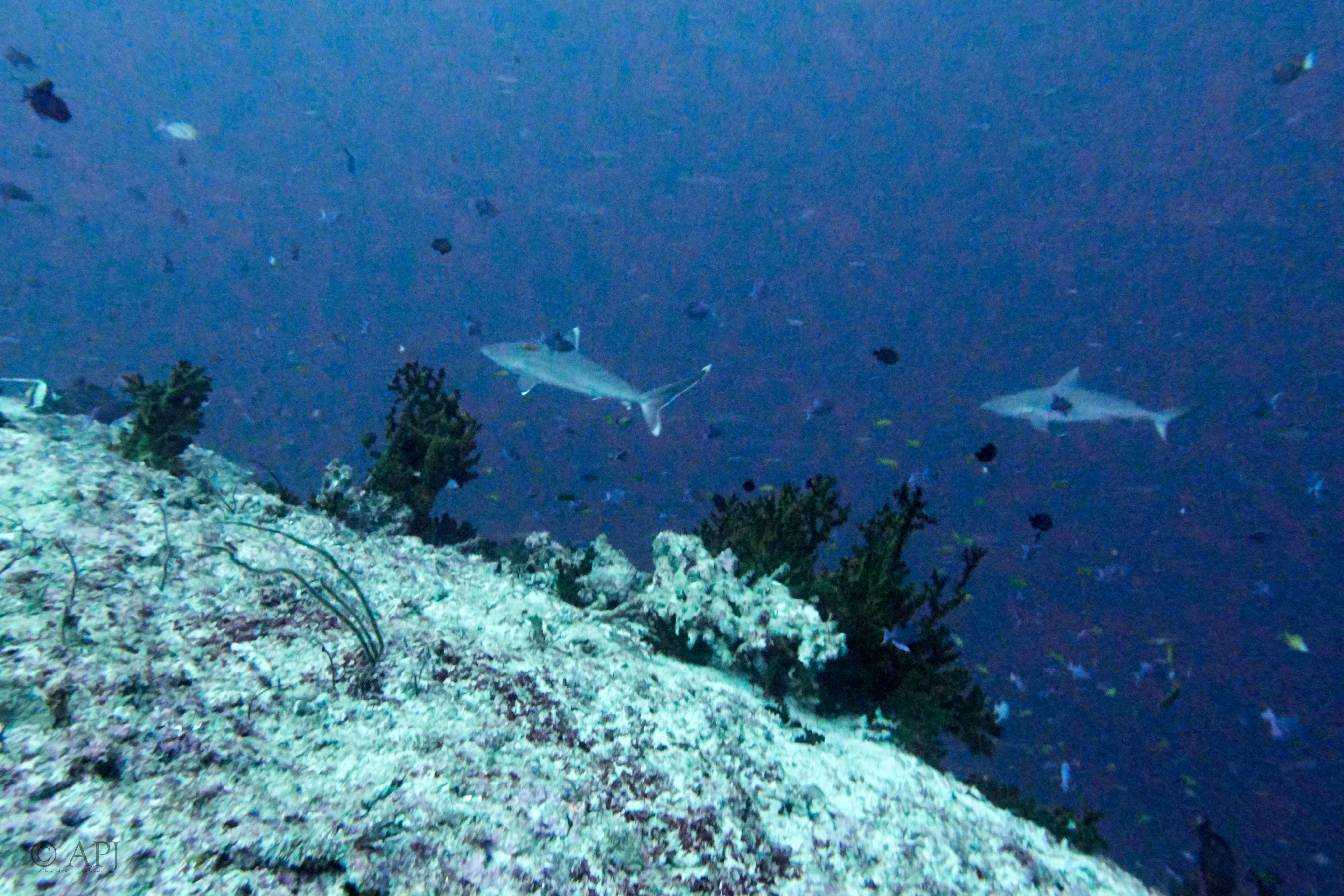 003366 18 08 17  Canon PowerShot G7 X Mark II   Malediven2017